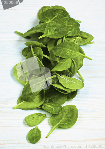 Image of Raw Spinach Leafs