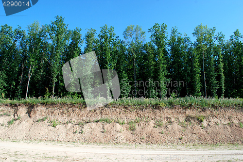 Image of Green trees and plants