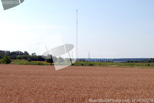 Image of Wheat field and antenna for cellular communication