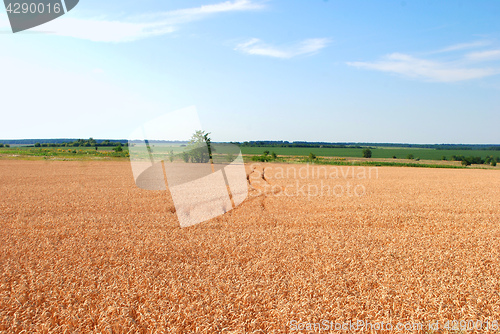 Image of Wheat field with traces of automobile wheels