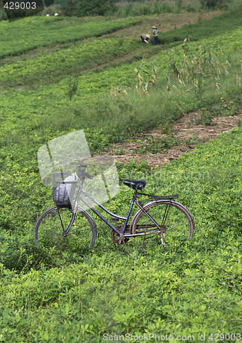 Image of Bicycle in the field