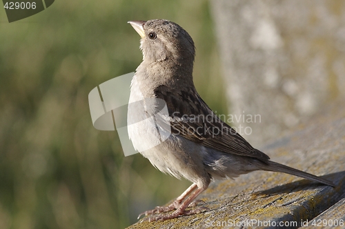 Image of House Sparrow.