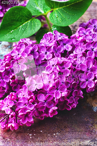 Image of Branch with spring lilac