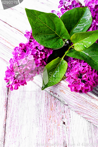 Image of Branch with spring lilac