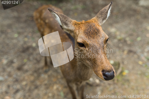 Image of Wild deer