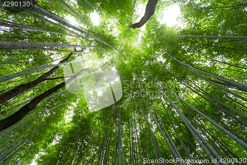 Image of Green Bamboo Forest from low angle