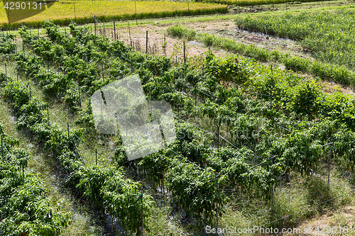 Image of Grapevines field