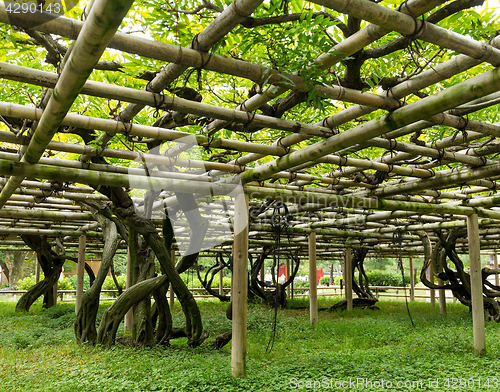 Image of Vine shed under sunlight