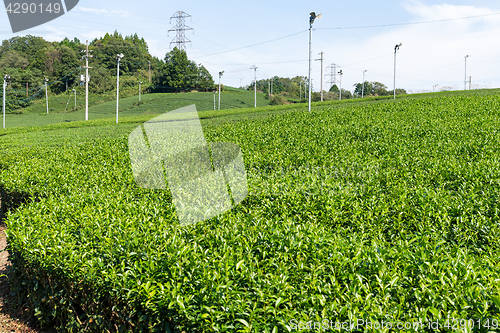 Image of Beautiful green tea plantation