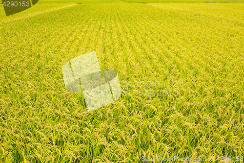 Image of Paddy Rice