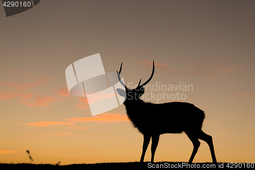 Image of Deer silhuette with a colorful sunset