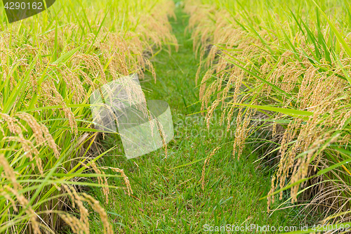 Image of Paddy Rice field