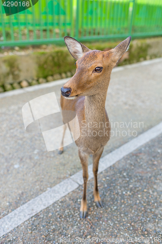 Image of Deer fawn