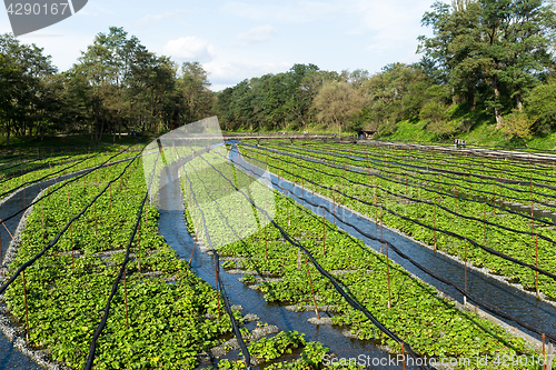 Image of Wasabi field