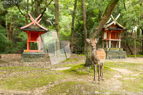 Image of Deer in a japanese temple