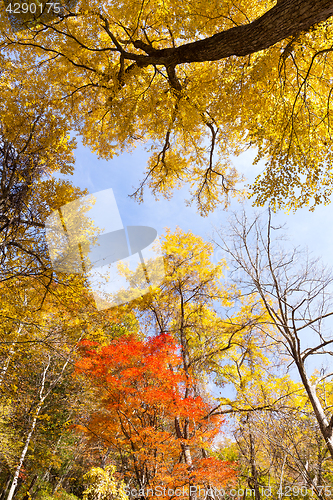 Image of Colourful Forest