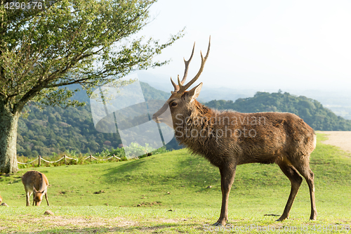 Image of Deer on mountain