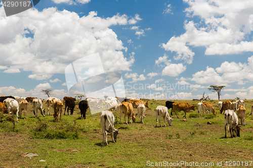 Image of cows grazing in savannah at africa