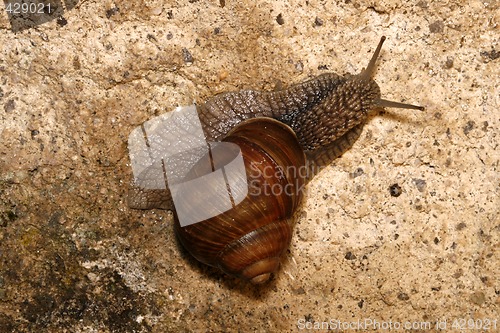 Image of Helix pomatia