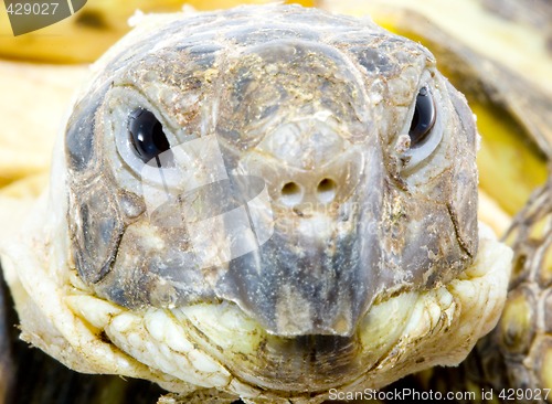 Image of Testudo horsfieldi