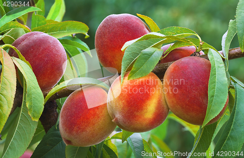 Image of Ripe Peach Branch