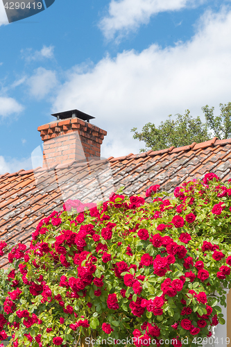 Image of Red roses by a tiled roof