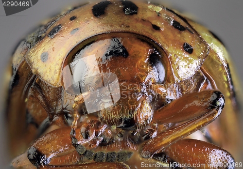 Image of Potato Bug Macro