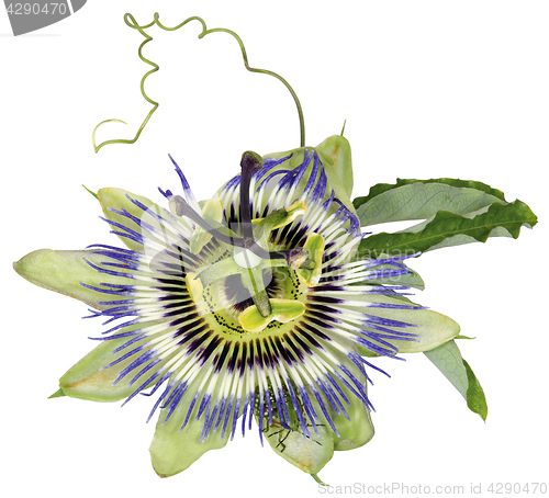 Image of Passiflora caerulea, Blue Passion Flower