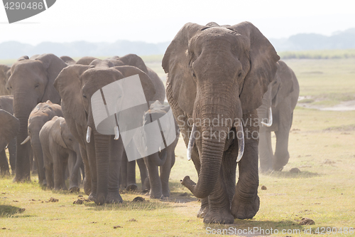 Image of Herd of wild elephants in Amboseli National Park, Kenya.