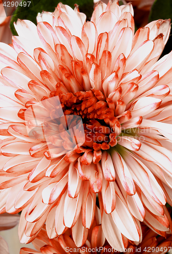 Image of Red and White Chrysanthemum