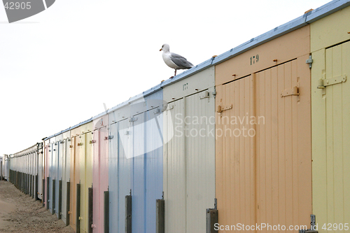 Image of Seagull on beachhouse