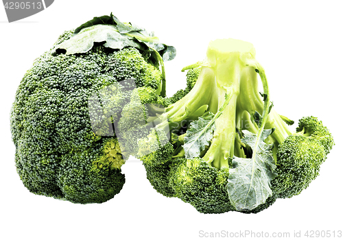 Image of Two Raw Broccoli