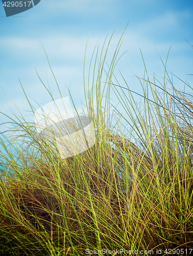 Image of Feather-Grass Outdoors