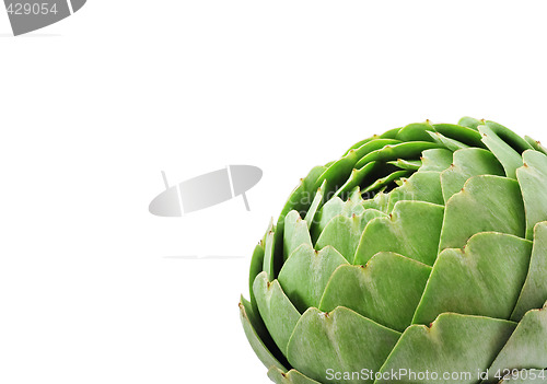 Image of Large Globe Artichoke On White