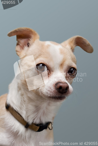 Image of Chihuahua with Curious Look