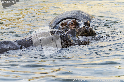 Image of Two hippos in the water (hippopotamus)