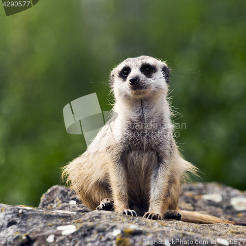 Image of Meerkat or suricate