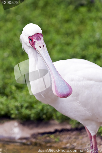 Image of Spoonbill (long-legged wading bird)