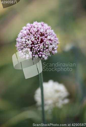 Image of Beautiful allium flower