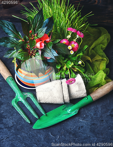 Image of Spring flower and garden tools