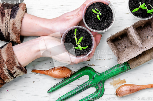 Image of Hands with spring plants