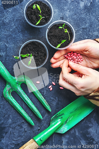 Image of Preparation of seedlings in the spring