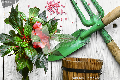 Image of Spring flower and garden tools