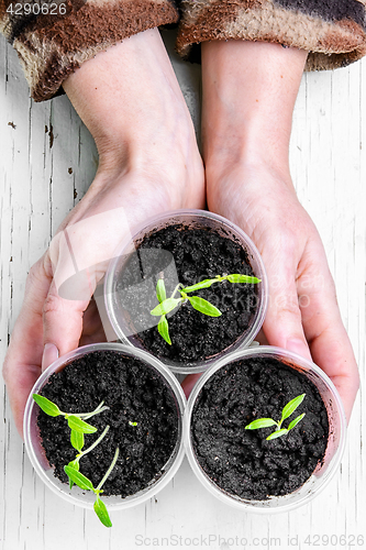 Image of Hands with spring plants