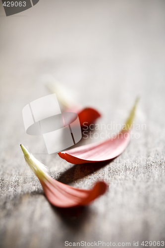 Image of petals on wood