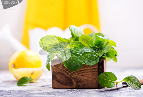 Image of fresh mint