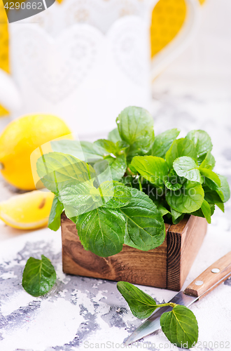 Image of fresh mint