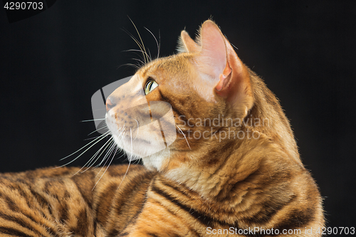 Image of The gold Bengal Cat on black background