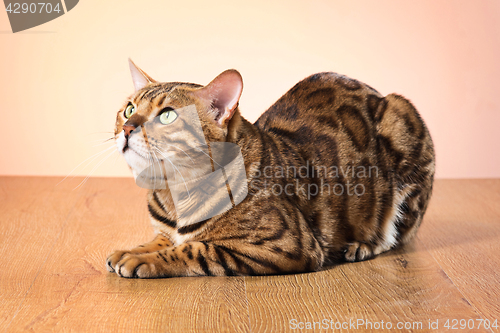 Image of The gold Bengal Cat on brown background