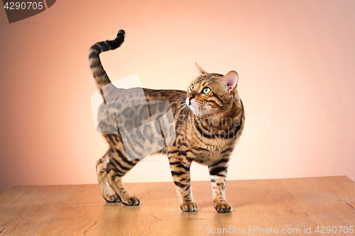 Image of The gold Bengal Cat on brown background